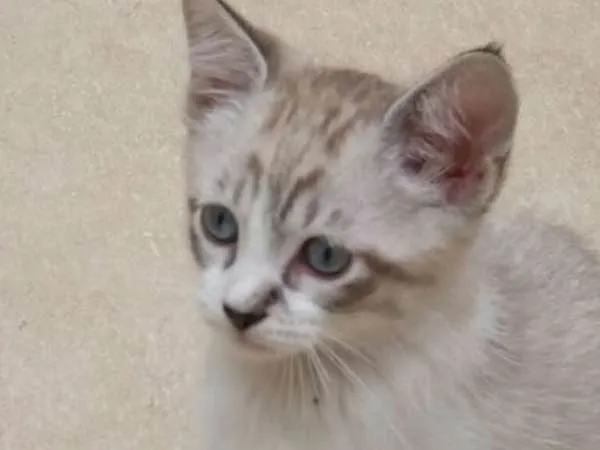 Gato ra a SRD idade 2 a 6 meses nome MIMO