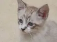 MIMO