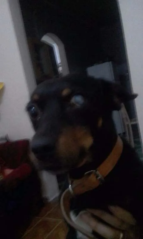 Cachorro ra a SRD idade 5 anos nome Rex GRATIFICA