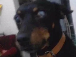 Cachorro raça SRD idade 5 anos nome Rex GRATIFICA