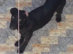 Cachorro raça Indefinido idade 1 ano nome Pandora
