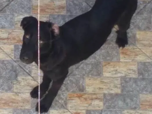 Cachorro ra a Indefinido idade 1 ano nome Pandora
