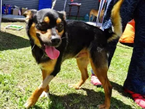 Cachorro raça SRD idade 2 anos nome Vicente