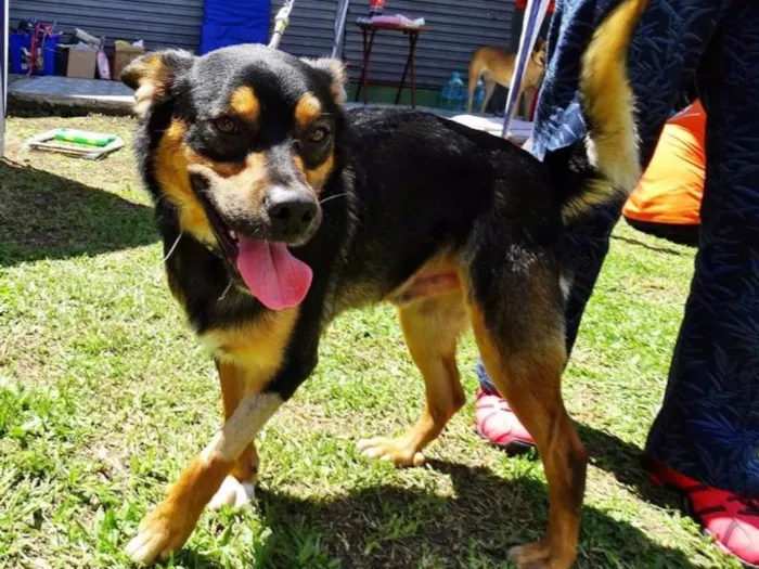 Cachorro ra a SRD idade 2 anos nome Vicente
