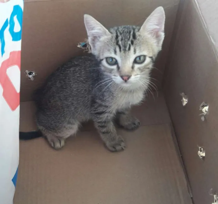 Gato ra a Gato idade Abaixo de 2 meses nome Filhotinho sem nome