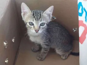 Gato raça Gato idade Abaixo de 2 meses nome Filhotinho sem nome