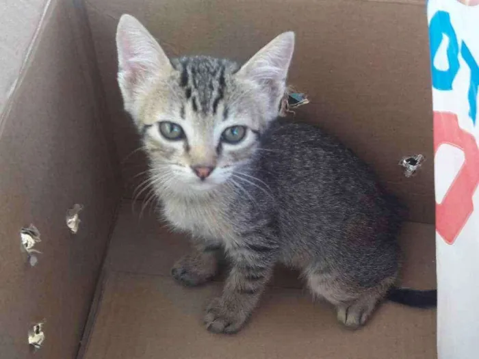 Gato ra a Gato idade Abaixo de 2 meses nome Filhotinho sem nome
