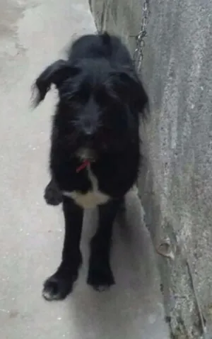 Cachorro raça Srd idade 2 a 6 meses nome Baruch