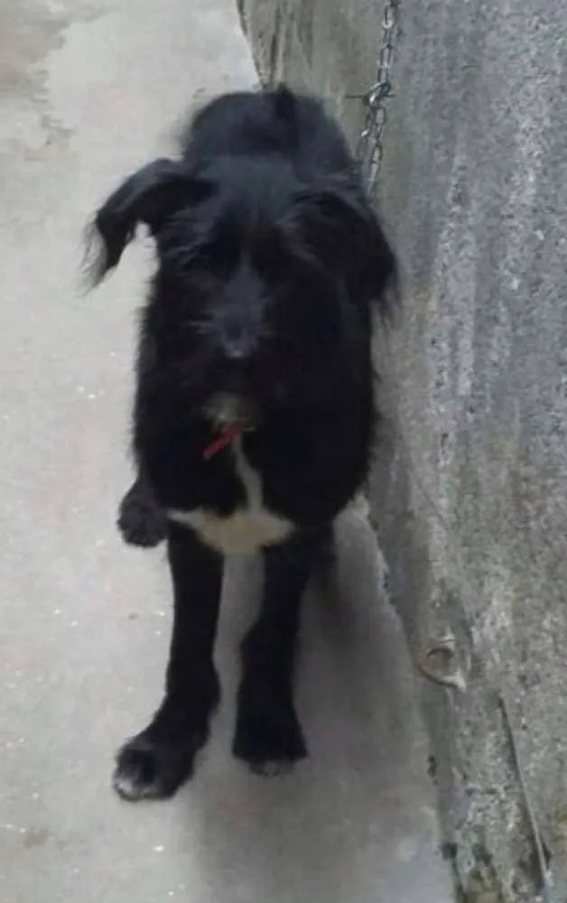 Cachorro ra a Srd idade 2 a 6 meses nome Baruch