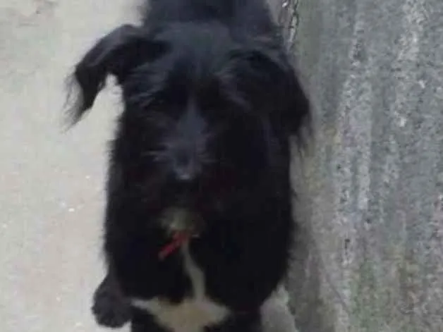 Cachorro ra a Srd idade 2 a 6 meses nome Baruch
