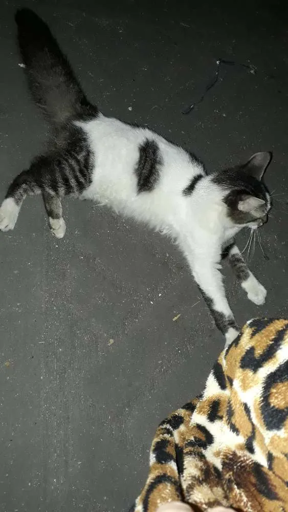 Gato ra a Achei abandonado idade  nome Não cheguei a apelid