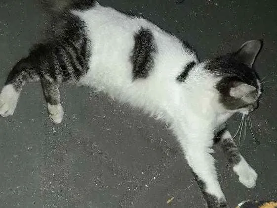 Gato ra a Achei abandonado idade  nome Não cheguei a apelid