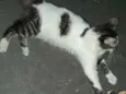 Não cheguei a apelid