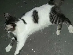 Gato raça Achei abandonado idade  nome Não cheguei a apelid