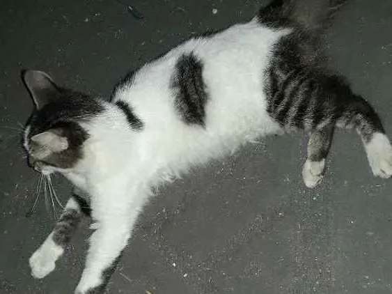 Gato ra a Achei abandonado idade  nome Não cheguei a apelid