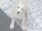 Cachorro ra a Labrador mestiço idade 2 a 6 meses nome Lucky