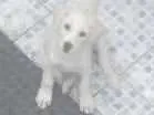 Cachorro raça Labrador mestiço idade 2 a 6 meses nome Lucky