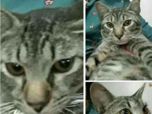 Gato raça Indefinida idade 7 a 11 meses nome Théo