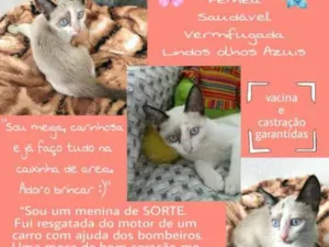 Gato raça Siamês  idade 2 a 6 meses nome Dengo