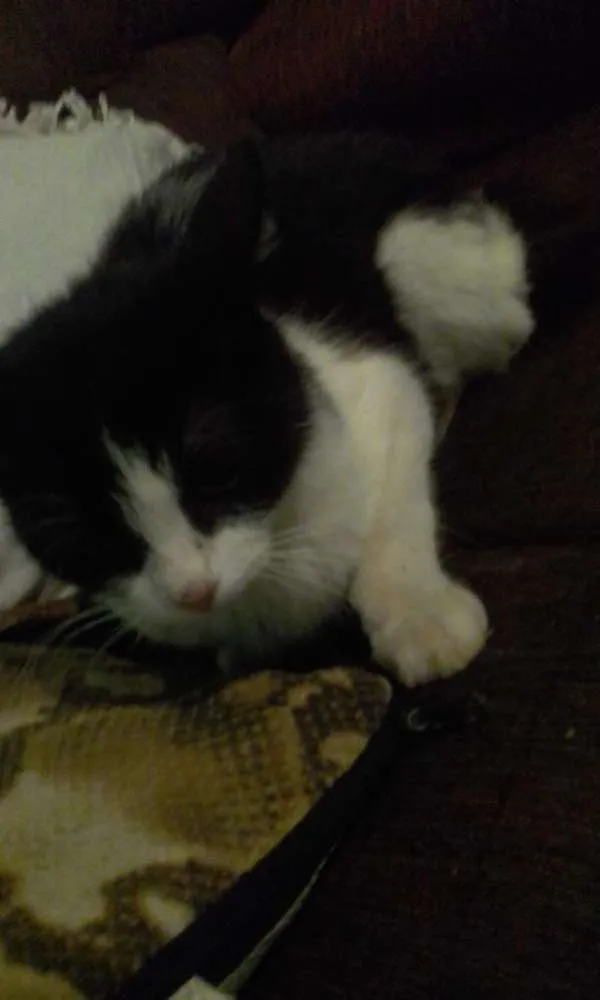Gato ra a  idade  nome sem nome