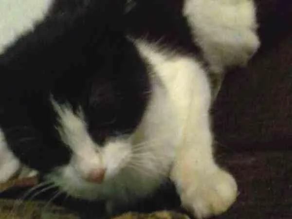 Gato ra a  idade  nome sem nome