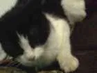 Gato raça  idade  nome sem nome