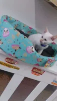 Mingau