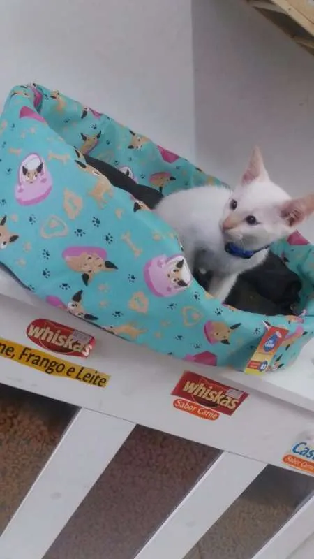 Gato ra a SRD idade 2 a 6 meses nome Mingau