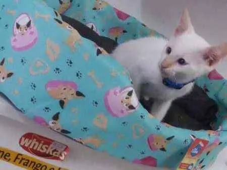 Gato ra a SRD idade 2 a 6 meses nome Mingau