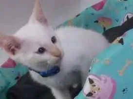Gato ra a SRD idade 2 a 6 meses nome Mingau