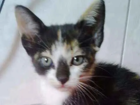 Gato ra a SRD idade 2 a 6 meses nome Charlotte
