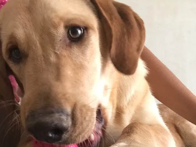 Cachorro ra a Labrador com Golden  idade 7 a 11 meses nome Marley 