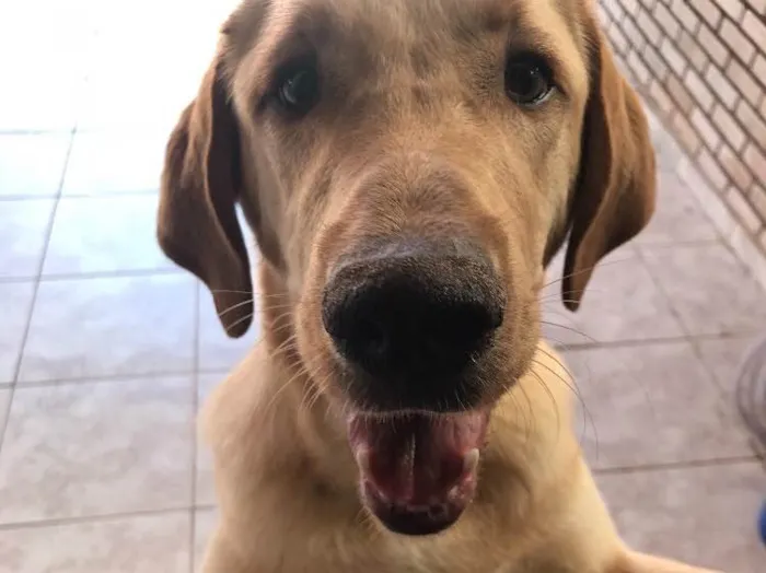 Cachorro ra a Labrador com Golden  idade 7 a 11 meses nome Marley 