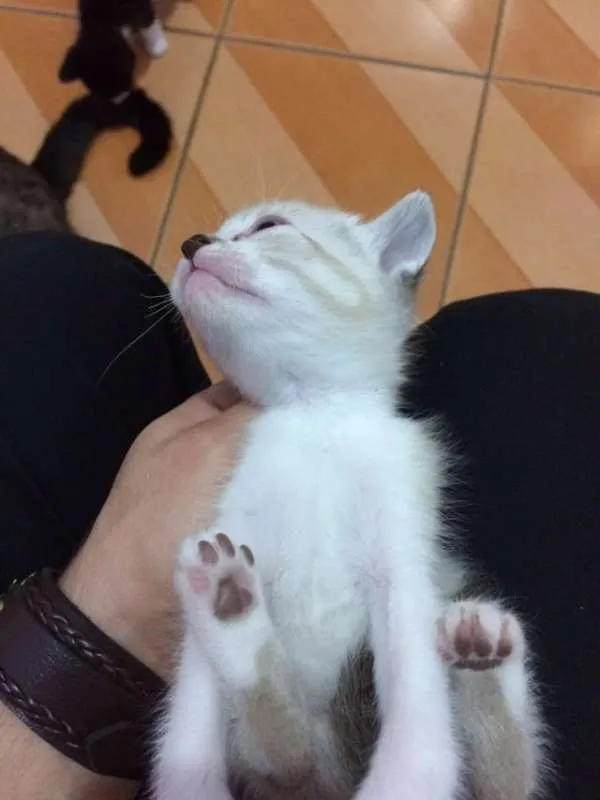 Gato ra a não sei idade 2 a 6 meses nome não tem