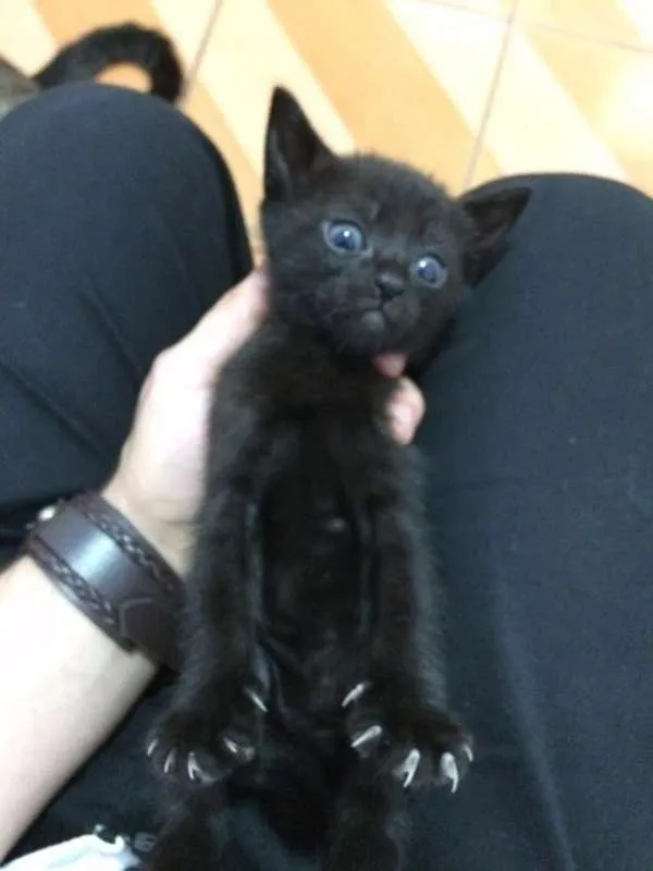 Gato ra a não sei idade 2 a 6 meses nome não tem