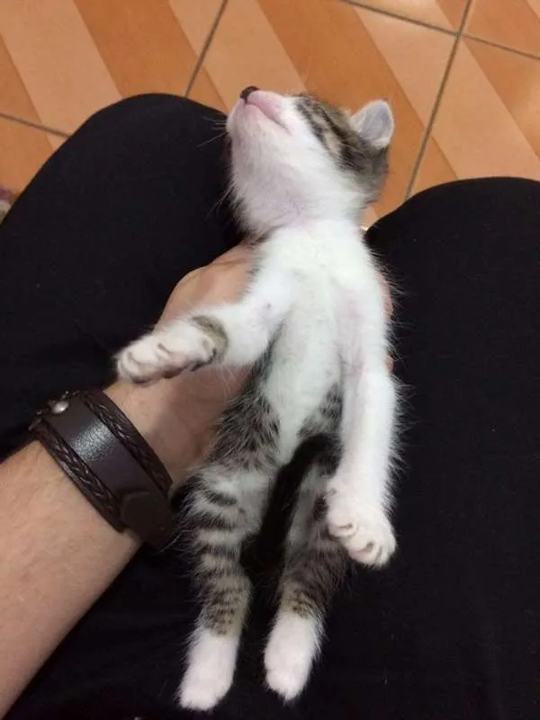 Gato ra a não sei idade 2 a 6 meses nome não tem