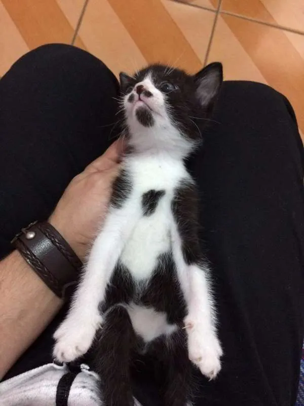 Gato ra a não sei idade 2 a 6 meses nome não tem