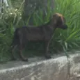 Não tem