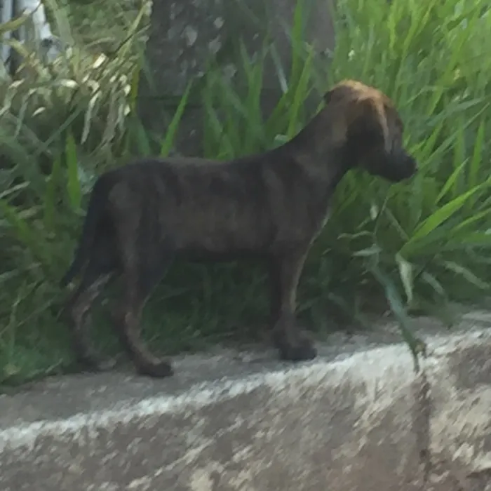 Cachorro raça Mestiço salsicha peludo idade 2 a 6 meses nome Não tem