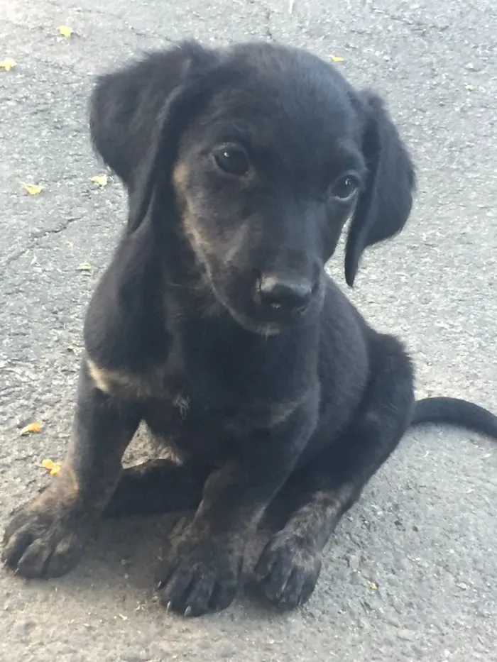 Cachorro raça Mestiço salsicha peludo idade 2 a 6 meses nome Não tem