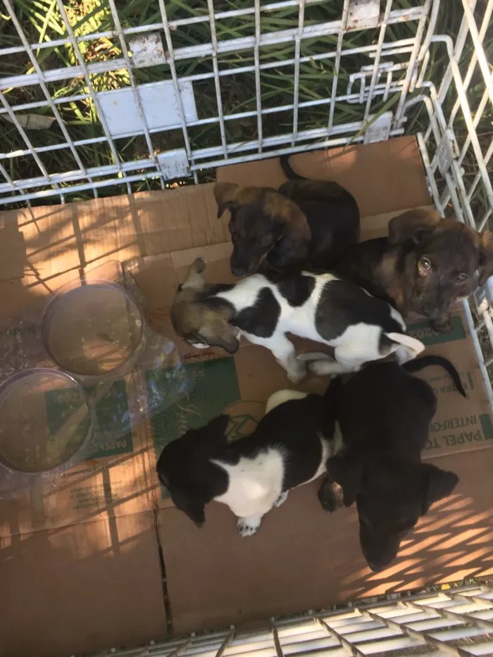 Cachorro raça Mestiço salsicha peludo idade 2 a 6 meses nome Não tem