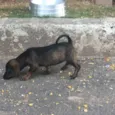 Não tem