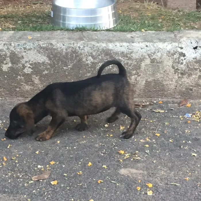 Cachorro raça Mestiço salsicha peludo idade 2 a 6 meses nome Não tem