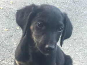 Cachorro raça Mestiço salsicha peludo idade 2 a 6 meses nome Não tem
