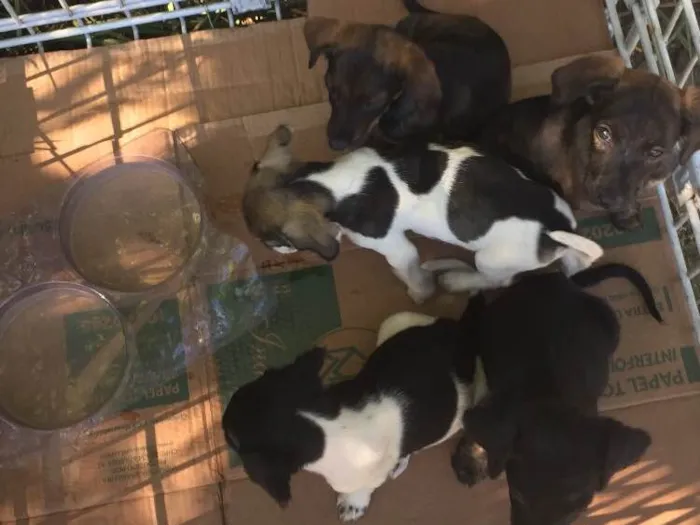 Cachorro raça Mestiço salsicha peludo idade 2 a 6 meses nome Não tem
