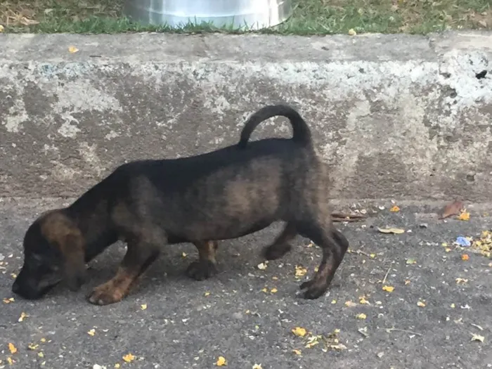 Cachorro raça Mestiço salsicha peludo idade 2 a 6 meses nome Não tem