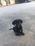 Fofinho