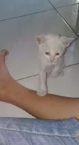 não tem