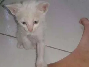 Gato raça não sei  idade Abaixo de 2 meses nome não tem 