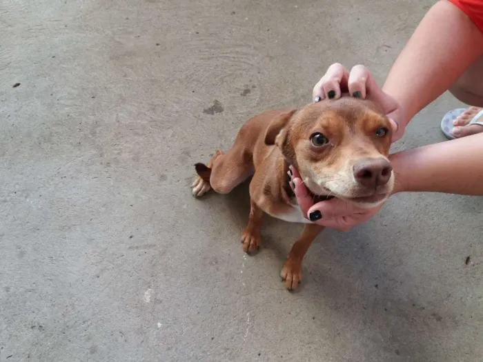 Cachorro ra a SRD idade 2 a 6 meses nome Luna